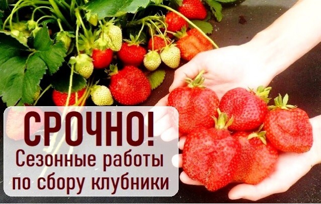 Срочно работа в Беларуси: сбор урожая клубники